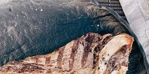 Стейки з вишуканого дієтичного м'яса